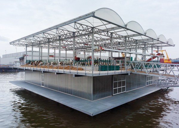 Floating Farm, Rotterdam, Cow 2