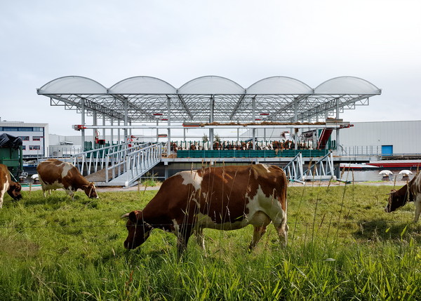 Floating Farm, Rotterdam, Cow 4