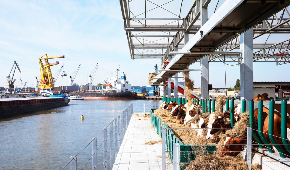 Floating Farm, Rotterdam, Cow