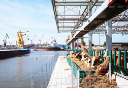 Floating Farm, Rotterdam, Cow